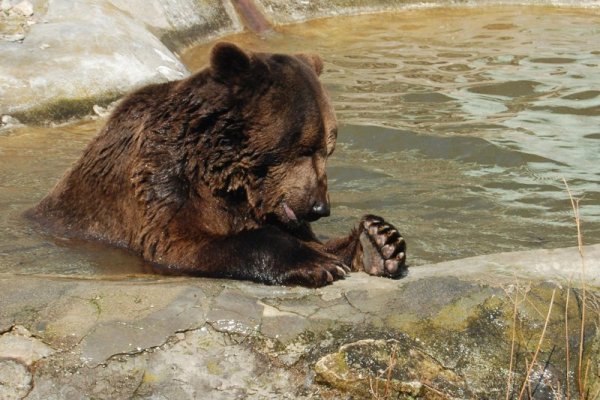 Мечокът Карамуш от варненския зоопарк вече се събуди от зимния си сън след серията топли мартенски дни. Представителят на вида Кафява мечка дори поднови ежедневните си разхладителни бани в прилежащия към домa му басейн. Снимка: Булфото