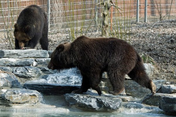 Руските кафяви мечки Миша и Маша се разхлаждат в басейн в зоологическата градина в Берн, Швейцария. Снимка: БТА