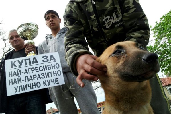 Във Варна местният зевзек Росен Марков стартира изложба за улични кучета в ромския квартал "Максуда". Отличените получиха купа и награда за най-агресивно и паразитно куче. Снимка: Impact Press Group