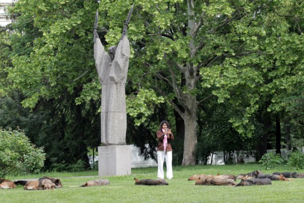 Глутница кучета почиват в градинката при паметника на Климент Охридски. Снимка: БТА