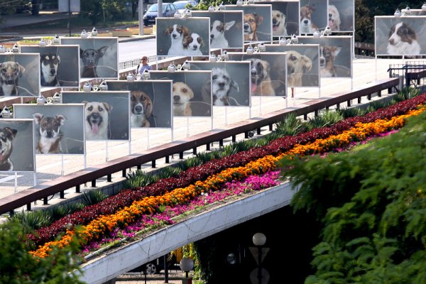 На Моста на влюбените при НДК може да се разгледа фотоизложбата „Приятелите не се купуват“. Снимка: БТА