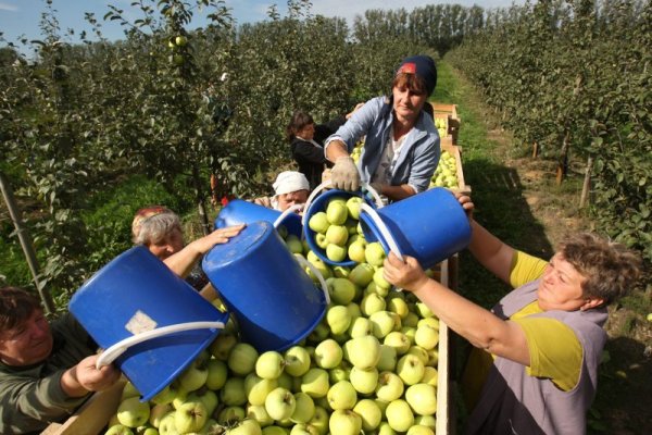 Жени изсипват набрани ябълки в овощна градина край столицата на Беларус Минск. Снимка: БТА