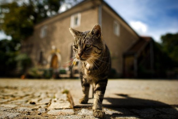 Котка се радва на слънчевите лъчи по улиците на град в Германия. Есента бавно настъпва в Европа, като температурите днес в повечето германски градове бяха около 17 градуса. Снимка: БТА