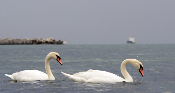 Първите няколко неми лебеда пристигнаха край Офицерския плаж във Варна, около месец по-рано от обичайното. Грациозните птици всяка година идват край града от скандинавските страни за да презимуват и се превръщат в една от атракциите през зимата в града. Немият лебед е най-едрият представител на разред Гъскоподобни. Снимка: Impact Press Group