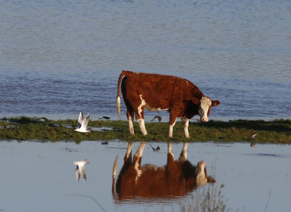 Крава се оглежда във водите на придошла река в Централна Англия. Снимка: Reuters