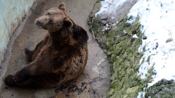 Мечокът Карамуш от няколко дни нервно обикаля клетката си във варненския зоокът, след като времето се задържа твърде топло за сезона и той не може да изпадне в зимен сън. Снимка: Impact Press Group