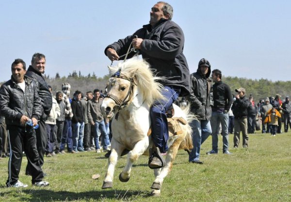 Понито Бойко стана атракция в Хасково. Снимка: Булфото