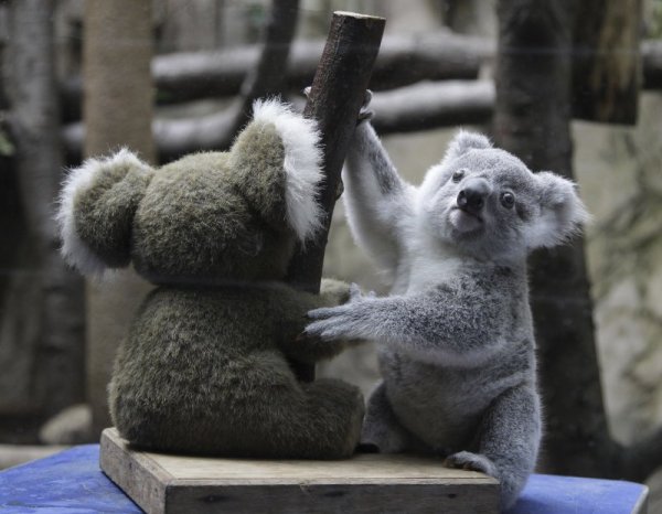 Мъничка коала, която все още не е получила име, в зоологическа градина в Дуисбург, Германия. Снимка: БТА