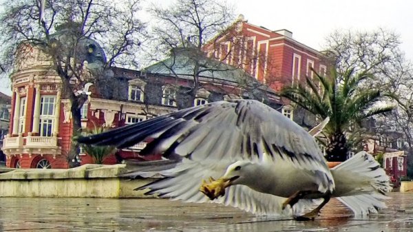 Гларуси всекидневно чакат някой да им подхвърли храна на площад &quot;Независимост&quot; във Варна и се спускат буквално на ята, за да похапнат. Дори има случаи, в които нахалните птици изтръгват закуските на децата от ръцете им. Гларусите са се появили за първи път в България в началото на миналия век - 1906 г., когато са донесени 2 двойки от Цар Фердинанд от Франция. От тогава досега те се размножават и са завладели цялото крайбрежие. Снимка: Impact Press Group