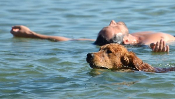 След официалното откриване на сезона се въвежда ограничение за разхождане на кучета по плажната ивица, а глобата ще е 100 до 300 лв. За изпълнението на забраната ще следят зоополицаи. На нарушителите ще бъде съставян акт. Снимка: Impact press Group
&nbsp;