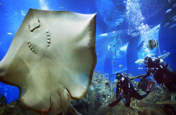 Мъже се гмуркат в най-големият аквариум в света - Marine Life Park в Сингапур. Снимка: БТА