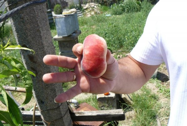 Плоски праскови се родиха в Свиленград в градината на Димитър Парапинов. Младото дръвче тази година даде само 4 плода и първата бе дегустирана на място. Той е осезаемо по-сладък от традиционните обли праскови, които се отглеждат в региона. Димитър каза, че дръвчето му е подарък от приятели, които му го донесли от Испания. Снимка: Булфото