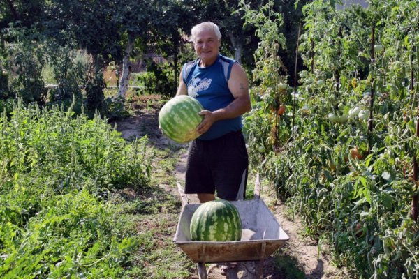 Грамадни юнашки дини се &bdquo;родиха&ldquo; в личното стопанство на Димитър Димитров от село Крали Марко, община Пазарджик. Едната диня тежи 18,300кг, а другата цели 20,150 кг. Снимка: БТА