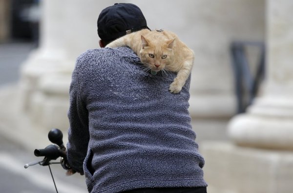 Котка стои на гърба на своя собственик, който спокойно кара колело по улиците на Рим. Снимка: Reuters