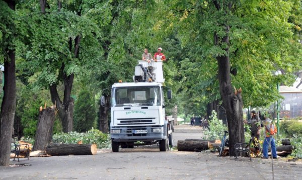 Проливният дъжд и силният вятър от разразилата се в четвъртък вечер буря във Видин нанесе не малко щети. В крайдунавския парк бурята е изкоренила и повалила две над стогодишни липи и днес работници почистват и режат дърветата. Снимка: БТА