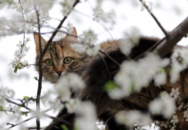 Котка си почива в топлото софийско време сред цветовете на дръвче. Снимка: БТА