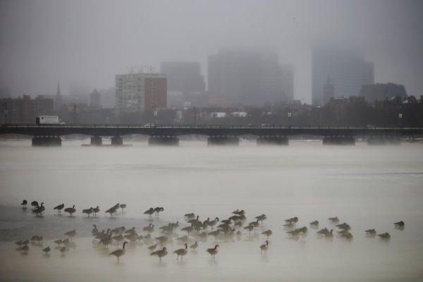 Ято птици на замръзналата река Чарлз в щата Масачузетс. Снимка: Reuters