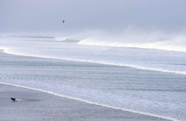 Куче бяга от вълните в Portstewart Strand, Северна Ирландия. Снимка: Reuters