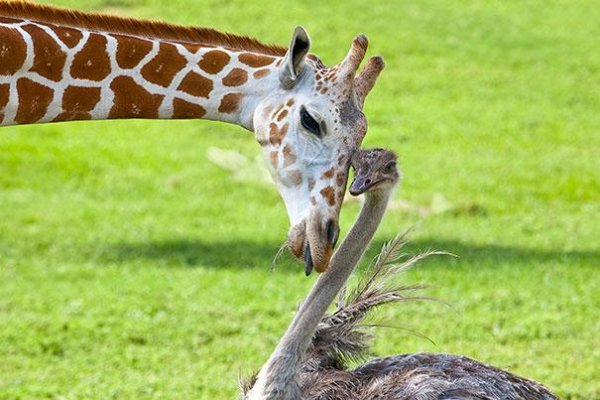 Жирафът Беа и и щраусът Уилма станали приятели в Busch Gardens, САЩ. Въпреки че обитават цели 65 акра площ, двамата обичат да прекарват времето си заедно. Снимка: PA