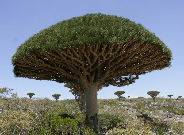 Прочутото Драконово дърво (Dracaena cinnabari). Нарича се така заради червено вещество, което се отделя от кората му. Снимка: Reuters