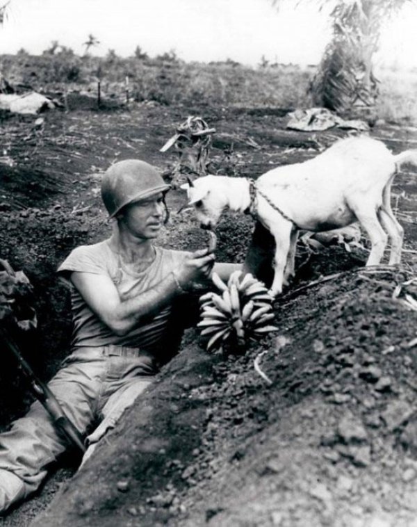 Войник споделя банана си с коза по време на битката в Сайпан, 1944 година. Снимка: sobadsogood.com