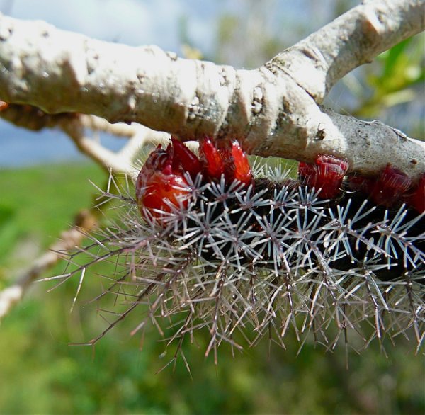 Името на това странно животно е The Lonomia Caterpillar и на големина достига не повече от 10 см. Отровата на това малко животинче прониква в организма и предотвратява съсирването на кръвта, което ако не се лекува може да доведе до смърт. Снимка: Flickr: ronai / Creative Commons