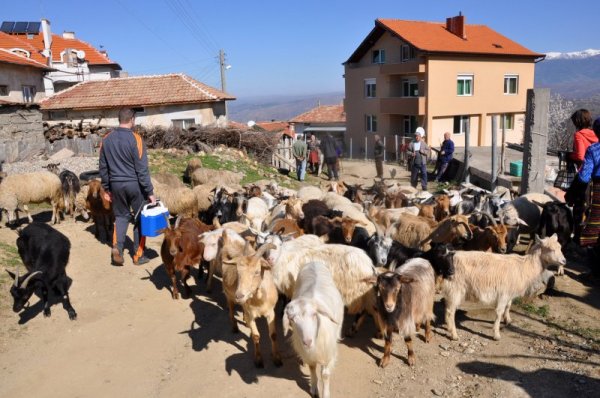 Областната дирекция по безопасност на храните - Благоевград организира ваксинирането на домашните животни в село Церово. Превантивната мярка се налага, след като бе установено наличие на болестта &quot;бяс&quot; в отстреляна в района над селото лисица. Снимка: БТА