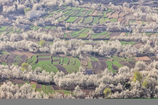 Пролетна картина с цъфнали дръвчета и зелени поля се разкрива в село в китайската провинция Съчуан. Снимка: БТА