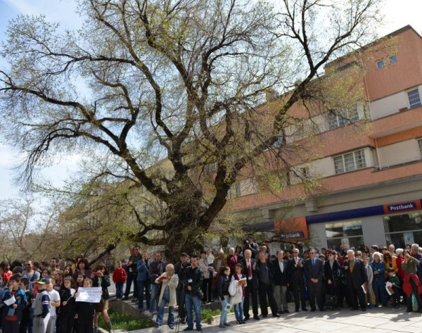 Празненство за победата на Стария бряст в конкурса &quot;Европейско дърво на годината&quot; се състоя днес в центъра на Сливен. Ансамбълът за народни песни и танци в града изнесе концерт пред хилядолетния символ на града, като около него танцьорите и граждани извиха българско хоро. Снимка: БТА