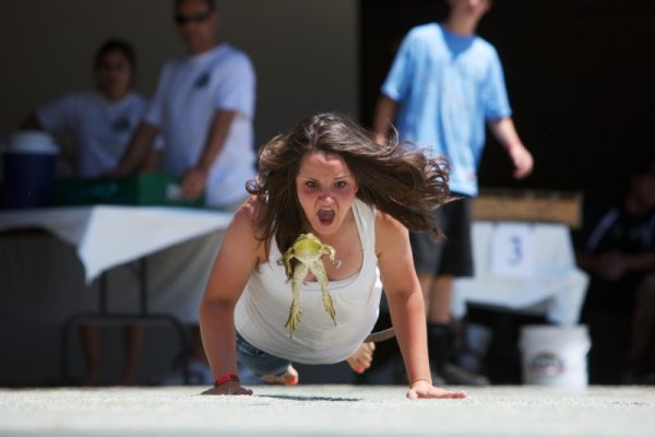 Участничка насърчава своята жаба на юбилейното Calaveras County Fair &amp; Jumping Frog. Снимка: Sol Neelman