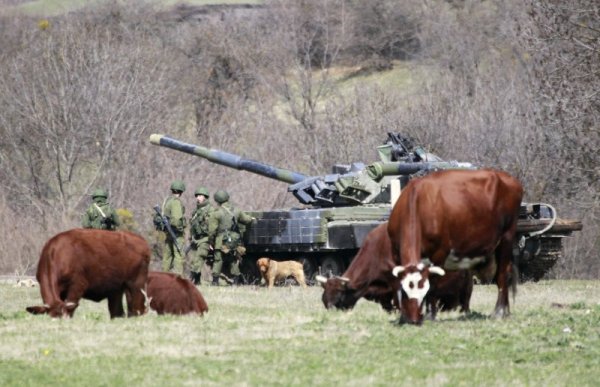 Крави пасат спокойно край руски военни с бойна техника в поле край столицата на Крим &ndash; Симферопол. Снимка: Reuters