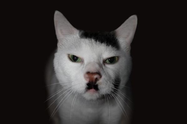 Котаракът-Хитлер, снимка: catsthatlooklikehitler.com