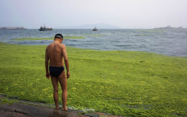 Мъж се готви да плува в покрита с водорасли вода на плаж в китайската провинция Шандун. Снимка: Reuters