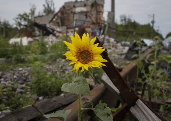 Красиво цвете е успяло да оцелее след обстрела. Снимка: Reuters