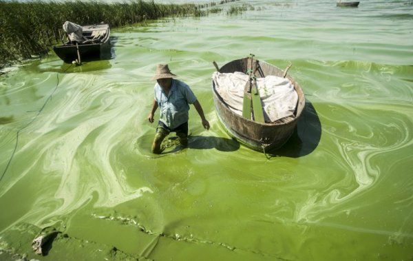 Зелена вода в провинция Анхуей. Снимка: Reuters