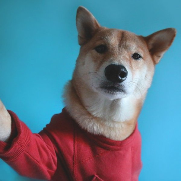 Снимка: Menswear Dog/ Tumblr