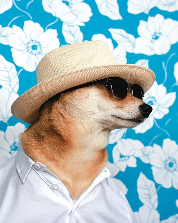 Снимка: Menswear Dog/ Tumblr