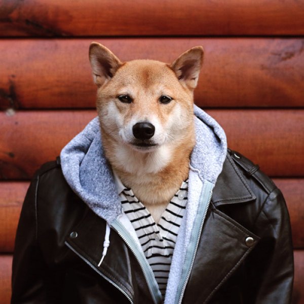 Снимка: Menswear Dog/ Tumblr