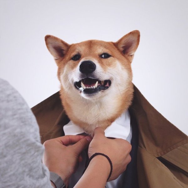 Снимка: Menswear Dog/ Tumblr