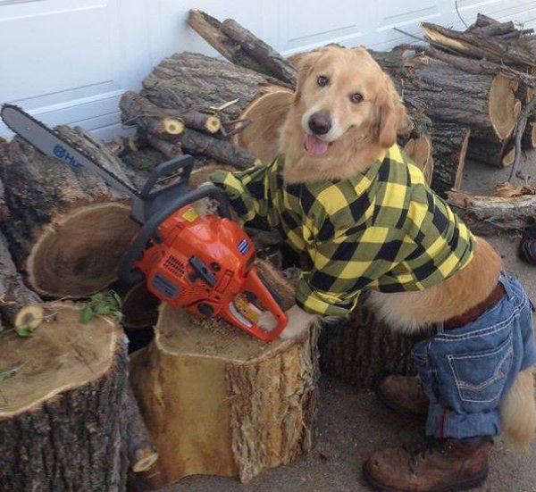 Снимка: Facebook/ Golden Retriever Bailey Nebbia