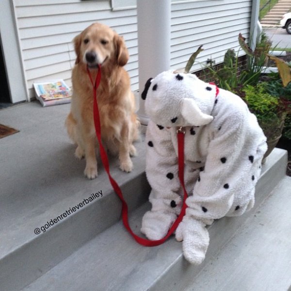 Снимка: Facebook/ Golden Retriever Bailey Nebbia