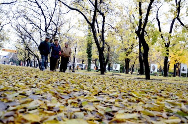 Ранобудни старозагорци вървят в ранните сутрешни часове по естествен жълт килим разстлан по централния булевард в града на липите. По - късно нападалите от дърветата листа по асфалта се почистват с машини. Снимка: БТА