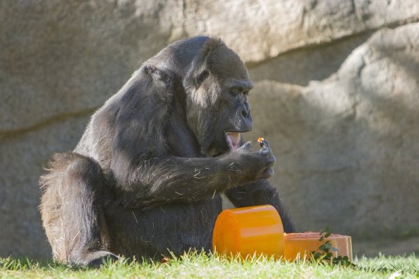 57-годишна горила се готви да похапне торта по случай рождения си ден в Zoo Safari Park в Сан Диего, САЩ. Снимка: БТА