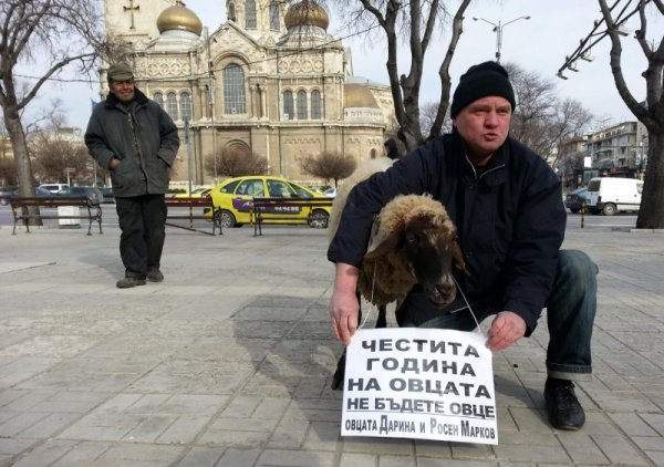 Председателят на партията на българските мъже Росен Марков отбеляза китайската Нова годината, като представи овцата Дарина на центъра на Варна. Снимка: Булфото