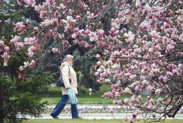 Красива магнолия разцъфна с бледо розови цветове в парка на Международен панаир Пловдив. Посетителите се радваха на красивата гледка и си правиха снимки до дървото. Снимка: БТА