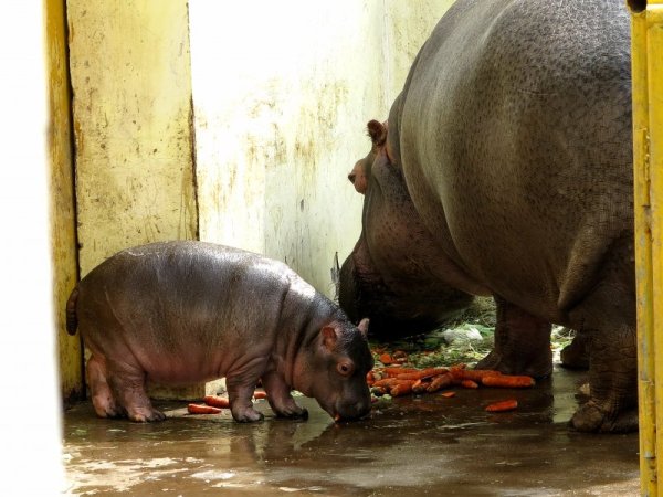 Едномесечно хипопотамче яде моркови в компанията на мама в китайски зоопарк. Снимка: БТА