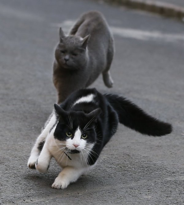 Котки се гонят по улиците на английски град. Снимка: БТА