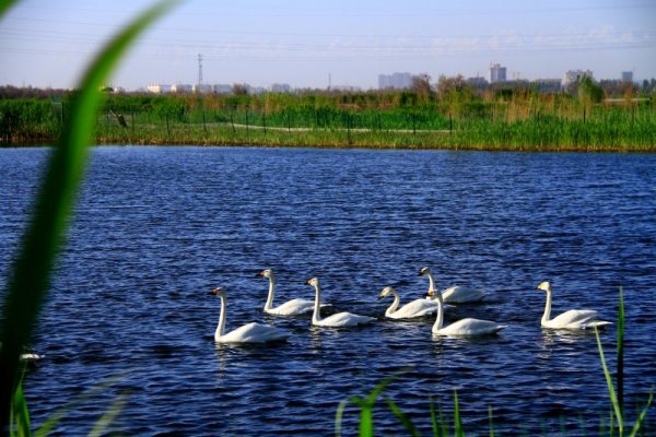 Лебеди плуват в езеро в китайската провинция Гансу. Снимка: БТА