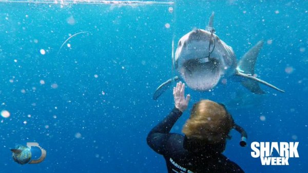 Снимка: Discovery Channel