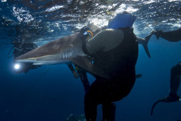 Снимка: Discovery Channel